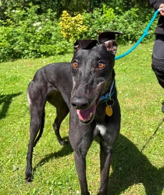 Legacy, female 5yo Greyhound for adoption at Manchester & Cheshire Dogs Home (Cheshire), Warrington