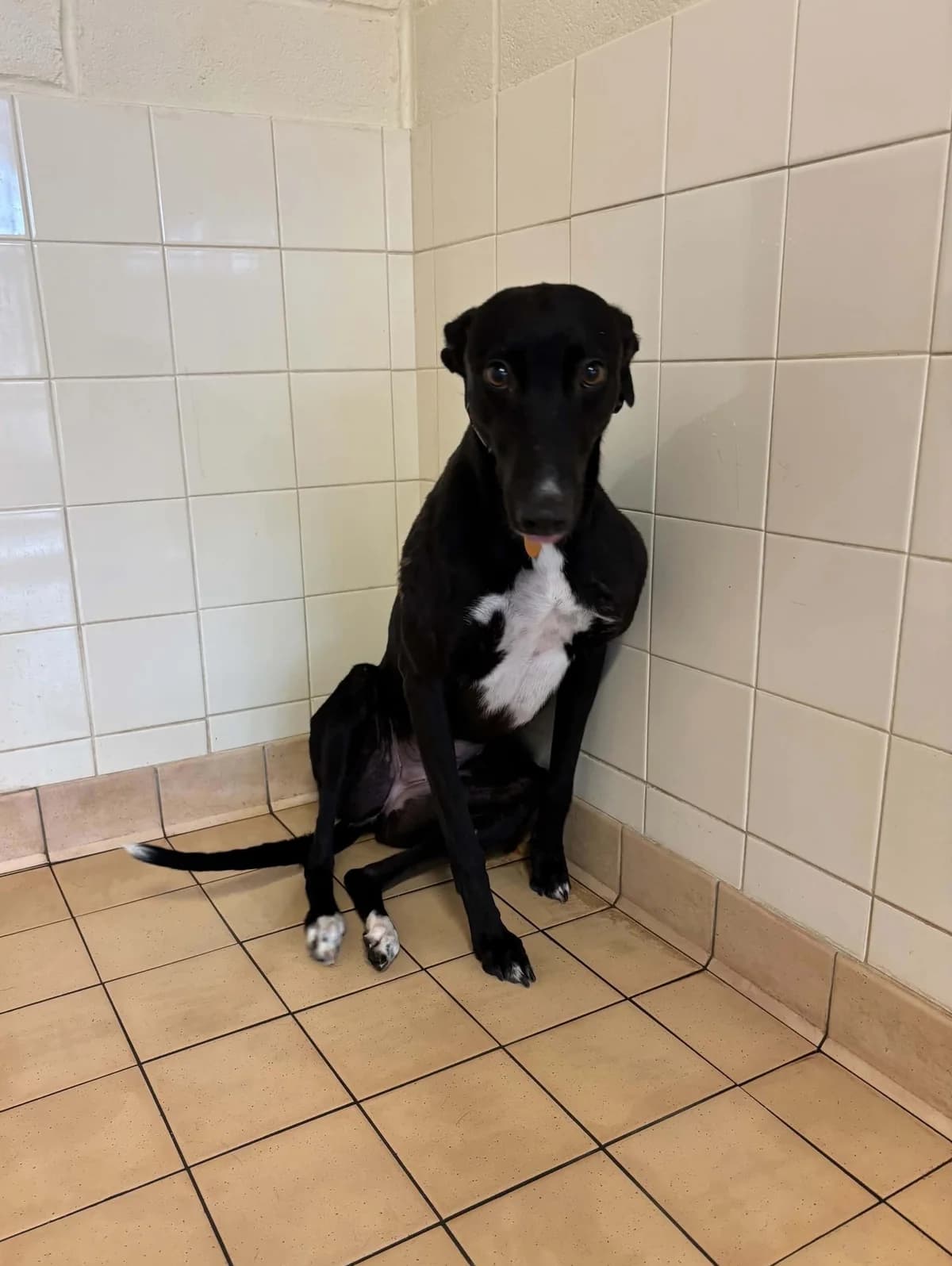 Lily, female young Greyhound for adoption at Manchester & Cheshire Dogs Home (Cheshire), Warrington