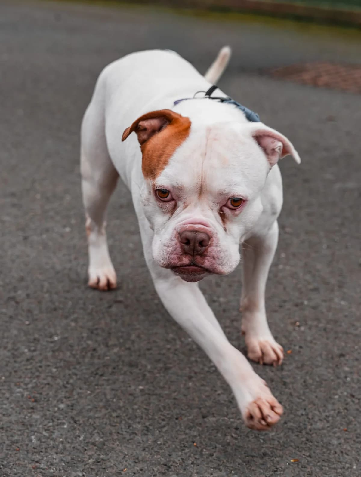 Lionel, male Mixed Breed for adoption at Manchester & Cheshire Dogs Home (Manchester), Manchester
