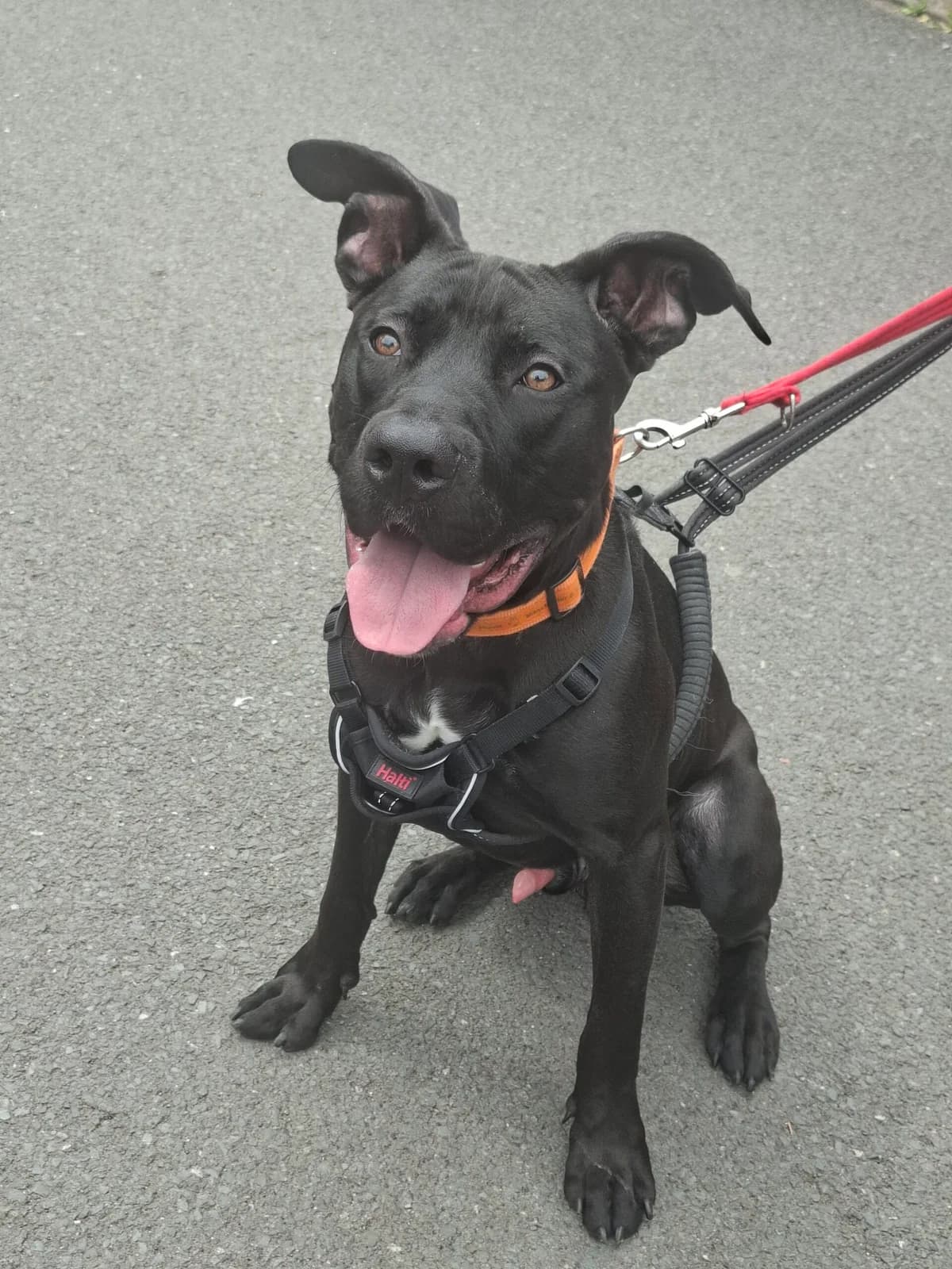 Loki, male puppy Staffordshire Bull Terrier for adoption at Manchester & Cheshire Dogs Home (Manchester), Manchester