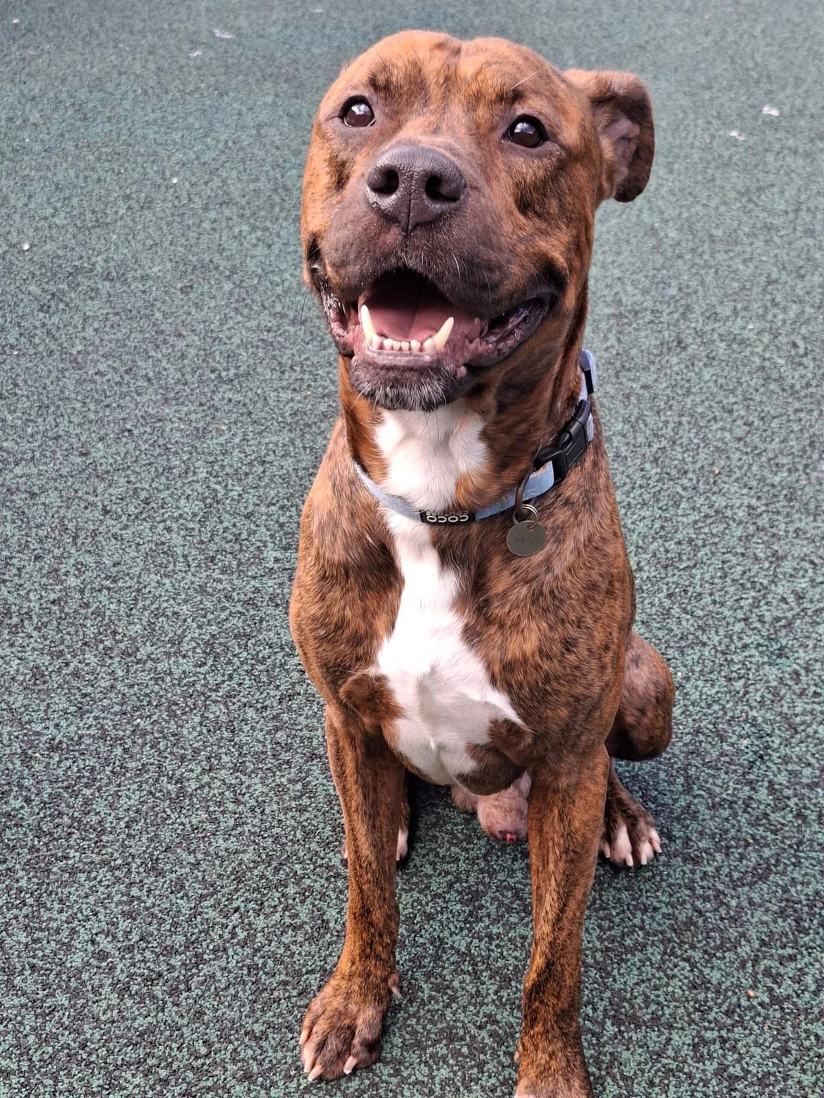 Ludo, male Staffordshire Bull Terrier for adoption at Warrington