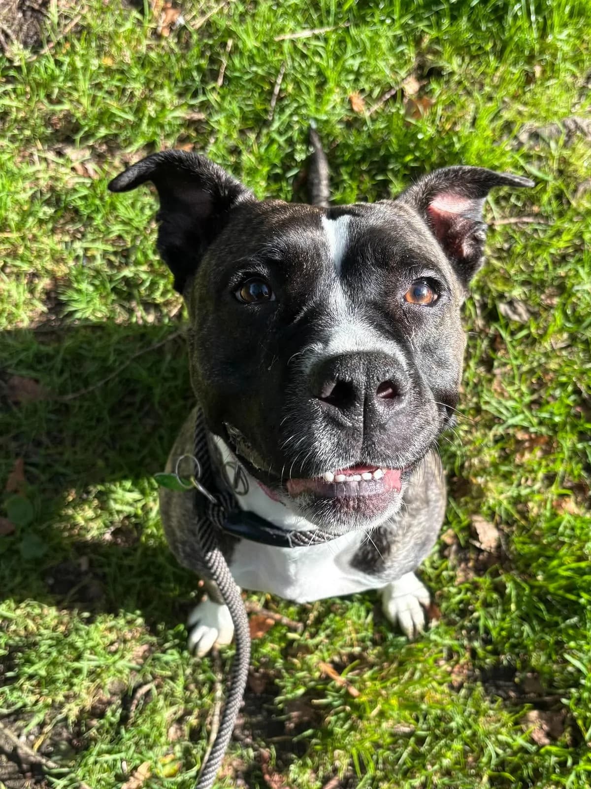 Luna, female young Staffordshire Bull Terrier for adoption at Manchester & Cheshire Dogs Home (Cheshire), Warrington