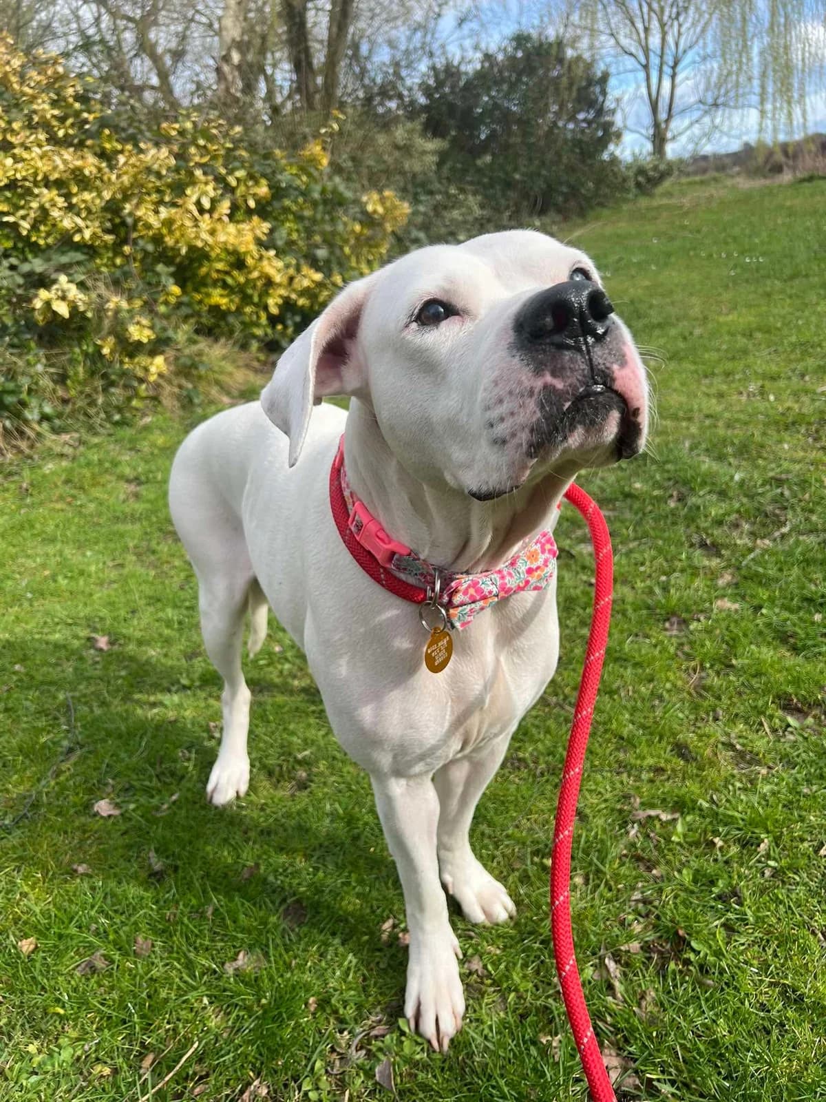 Luna, female English Bulldog for adoption at Manchester & Cheshire Dogs Home (Cheshire), Warrington