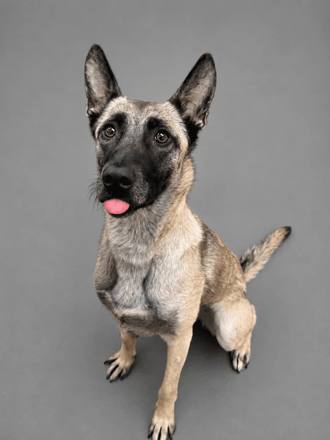 Lyra, female 4yo Belgian Malinois for adoption at Manchester & Cheshire Dogs Home (Manchester), Manchester