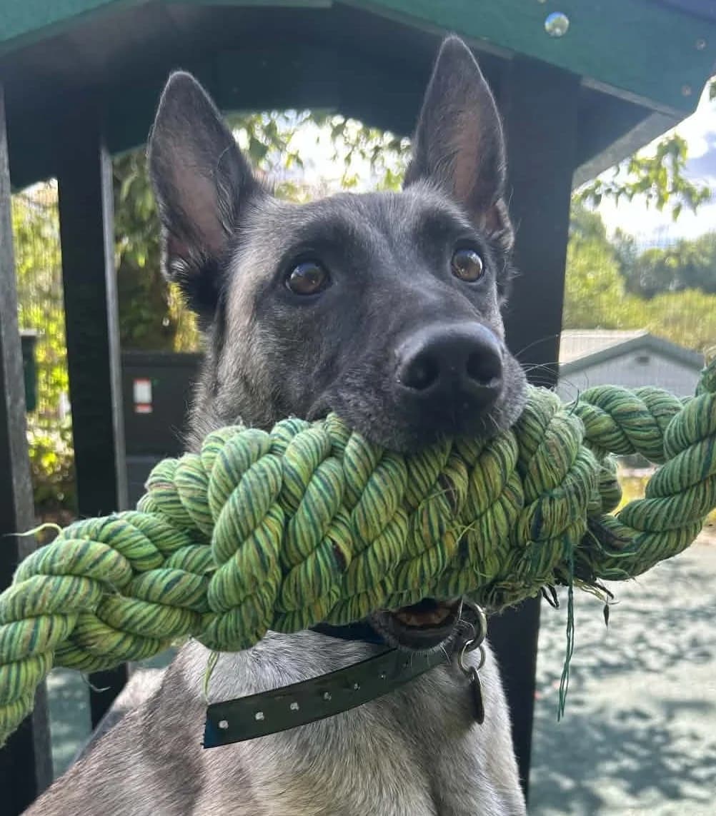 Lyra, female 4yo Belgian Malinois for adoption at Manchester & Cheshire Dogs Home (Manchester), Manchester