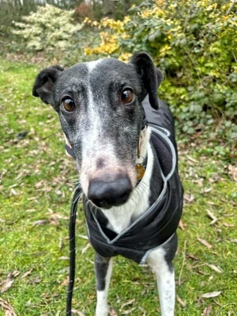 Mabel, female 6yo Greyhound for adoption at Manchester & Cheshire Dogs Home (Cheshire), Warrington
