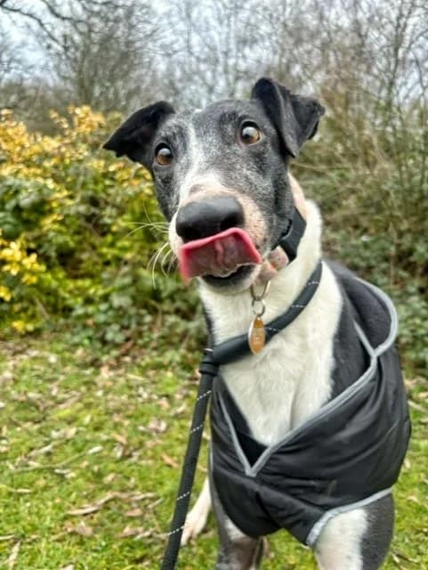 Mabel, female 6yo Greyhound for adoption at Manchester & Cheshire Dogs Home (Cheshire), Warrington