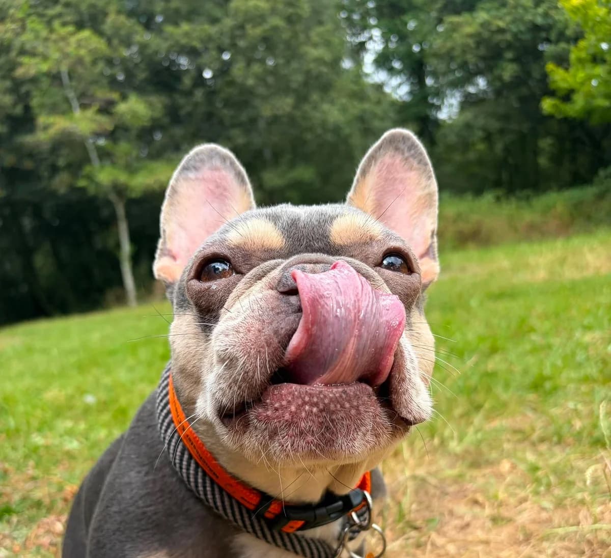 Mabel, female 5yo English Bulldog for adoption at Manchester & Cheshire Dogs Home (Cheshire), Warrington