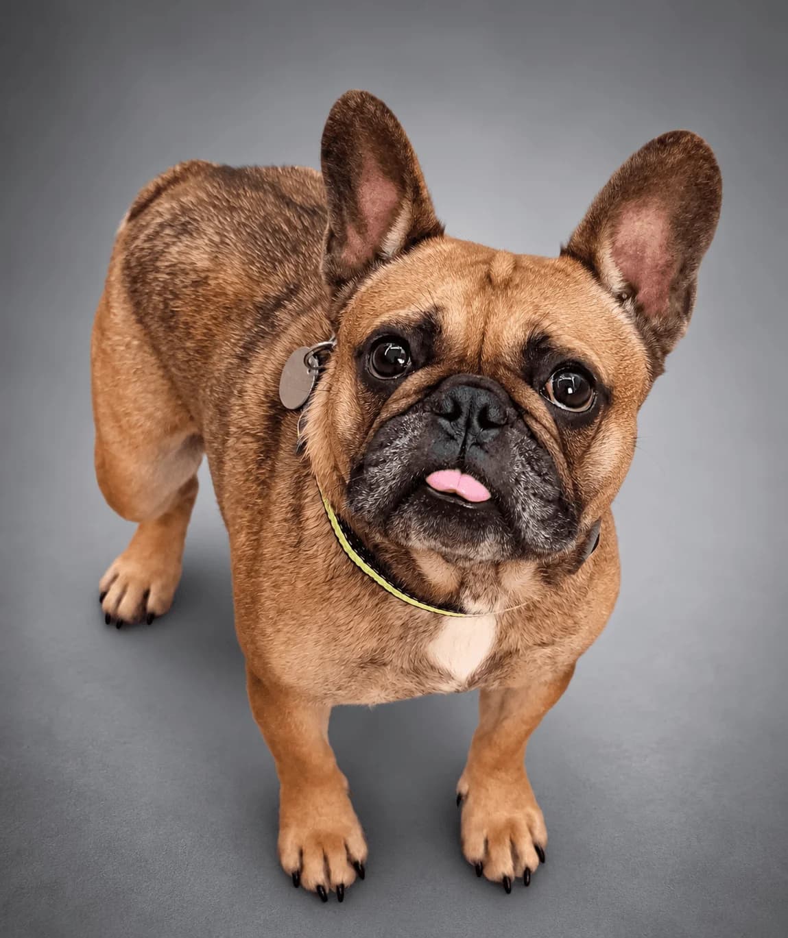 Maggie, female 3yo English Bulldog for adoption at Manchester & Cheshire Dogs Home (Manchester), Manchester