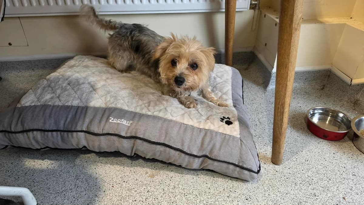 Maisie, female 3yo Yorkshire Terrier for adoption at Manchester & Cheshire Dogs Home (Cheshire), Warrington