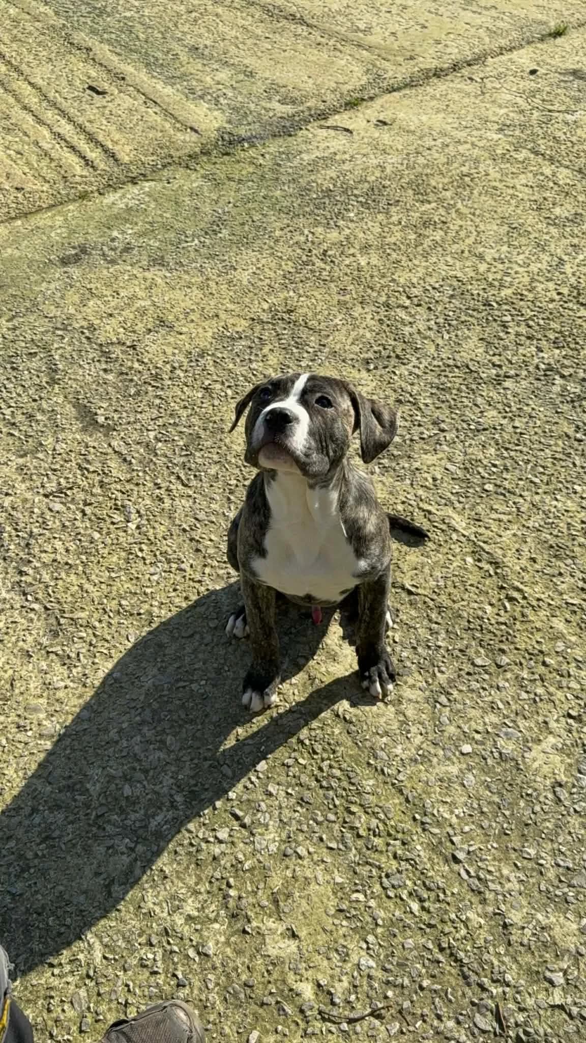 Marc, male Mixed Breed for adoption at Manchester & Cheshire Dogs Home (Cheshire), Warrington