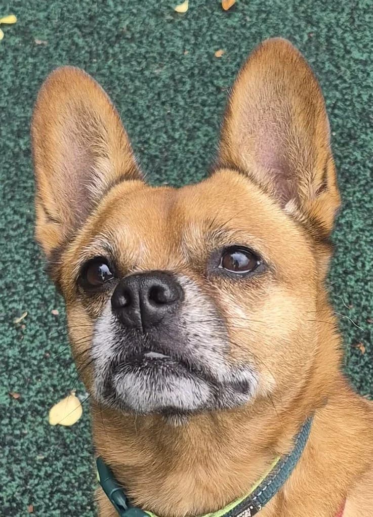 Marley, male 5yo English Bulldog for adoption at Manchester & Cheshire Dogs Home (Manchester), Manchester