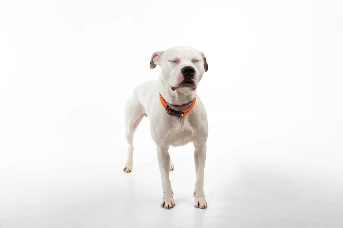 Marshall, male English Bulldog for adoption at Manchester