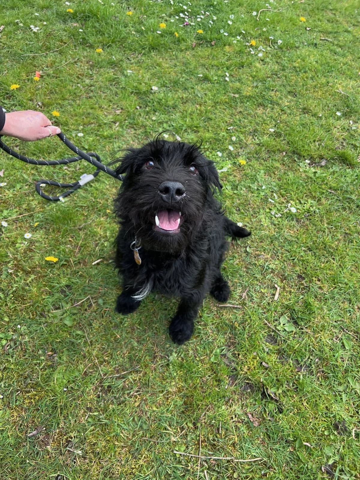 Max, male mixed breed for adoption at Manchester & Cheshire Dogs Home (Cheshire), Warrington