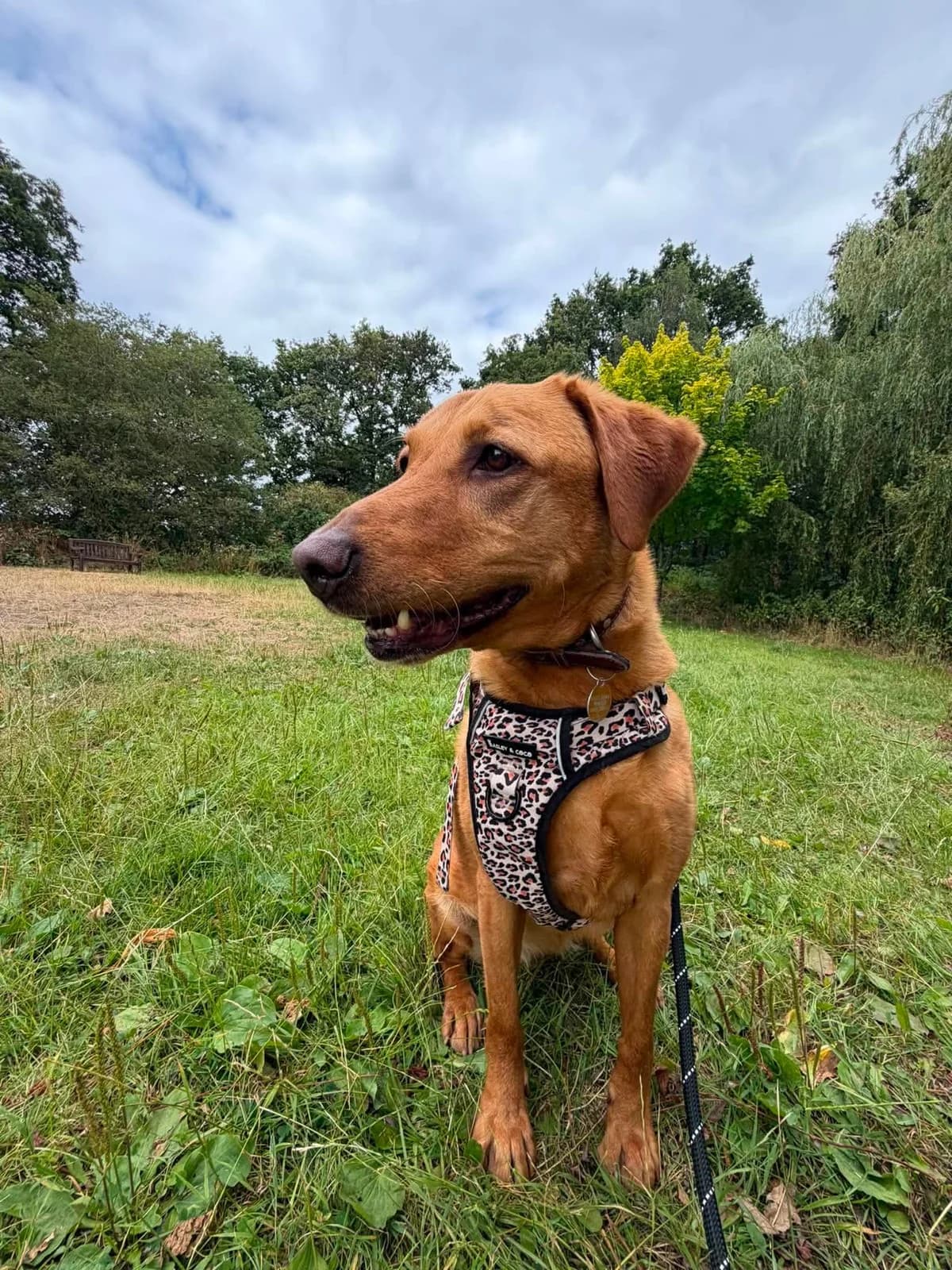 Maya, female 7yo Labrador Retriever for adoption at Manchester & Cheshire Dogs Home (Cheshire), Warrington