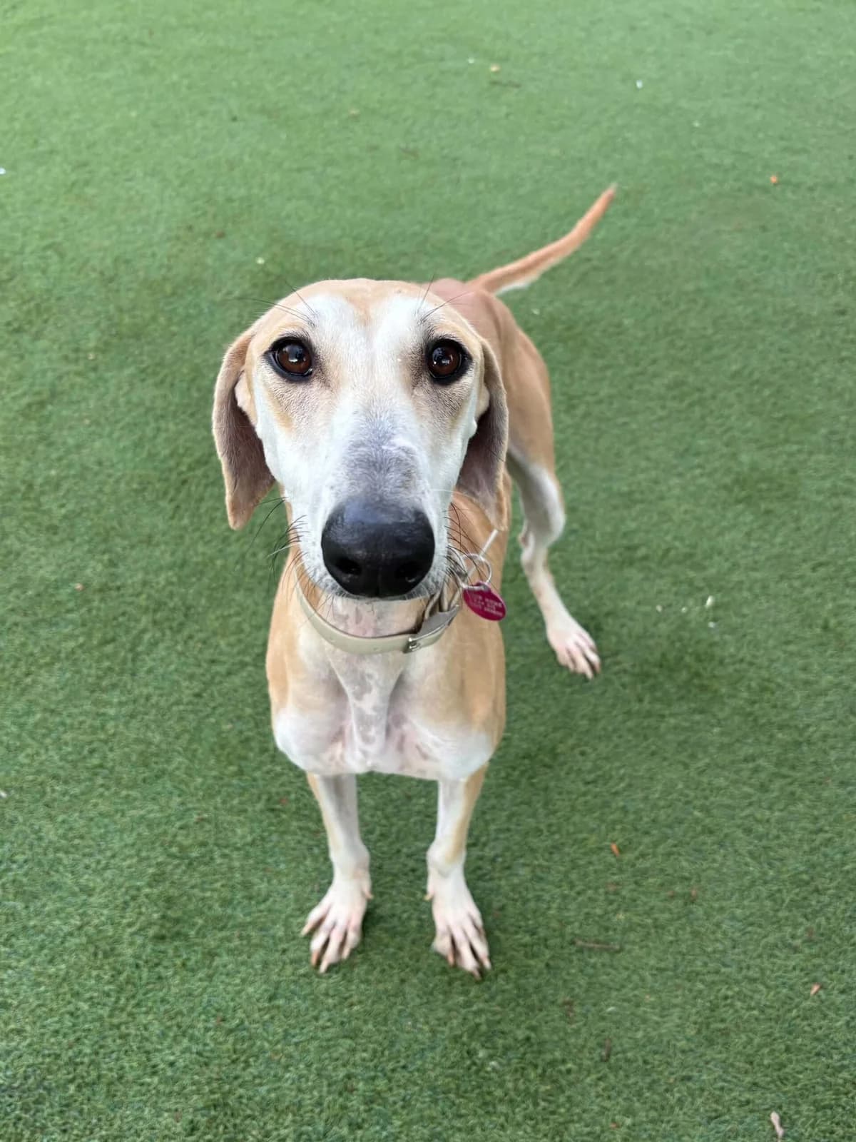 Mayo, female young Lurcher for adoption at Manchester & Cheshire Dogs Home (Cheshire), Warrington