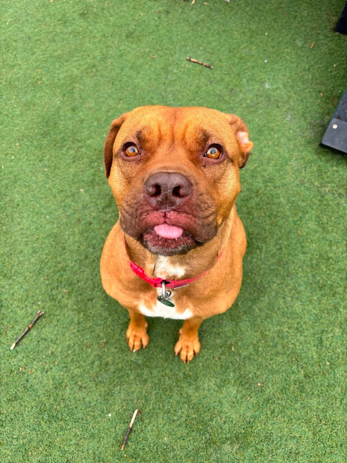 Mercy, female 3yo Mixed Breed for adoption at Manchester & Cheshire Dogs Home (Cheshire), Warrington