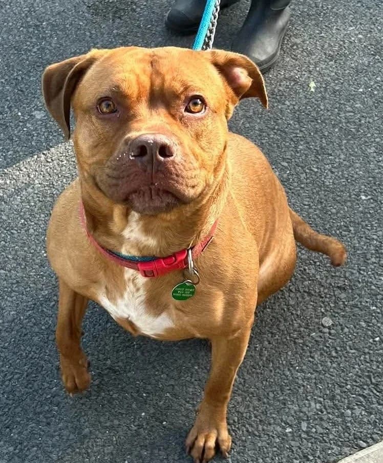 Mercy, female 3yo Mixed Breed for adoption at Manchester & Cheshire Dogs Home (Manchester), Manchester