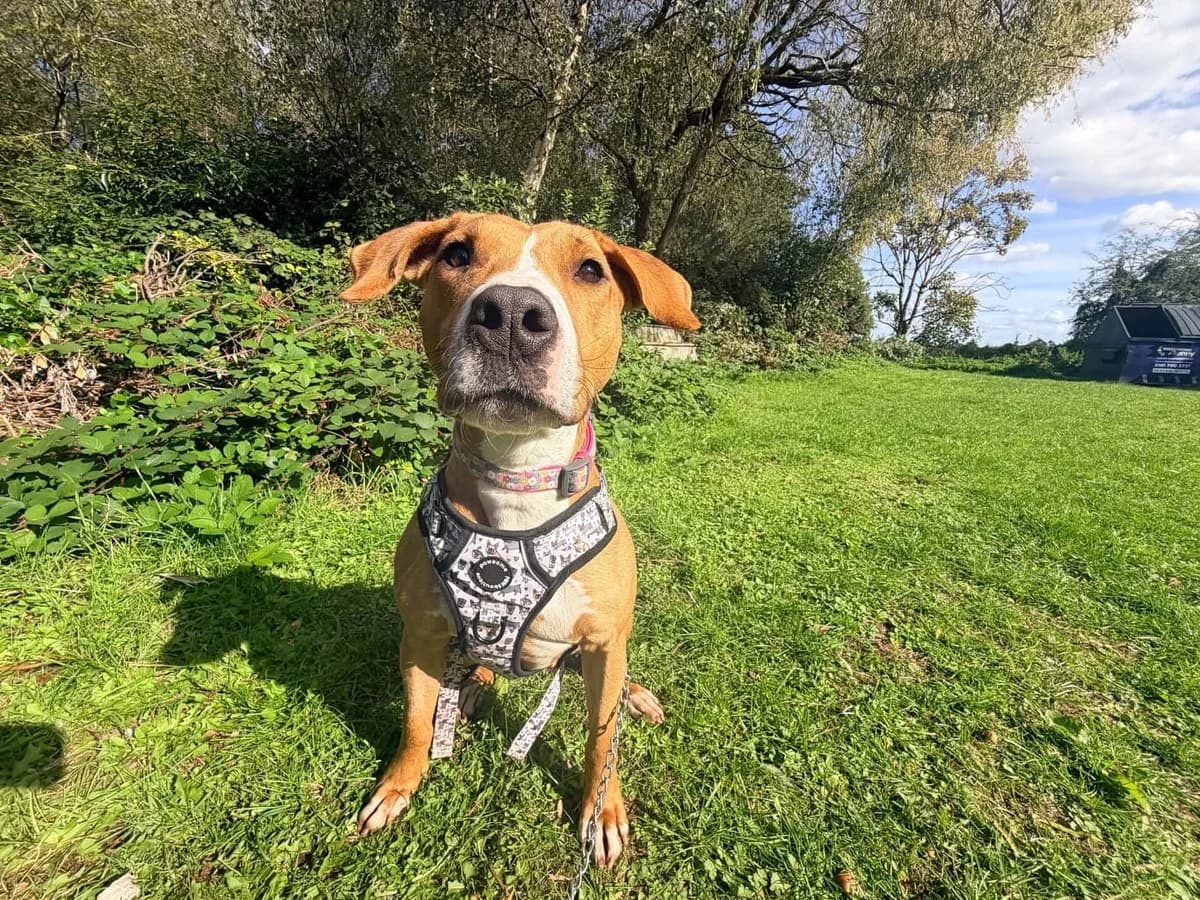 Merida, female young Mixed Breed for adoption at Manchester & Cheshire Dogs Home (Cheshire), Warrington