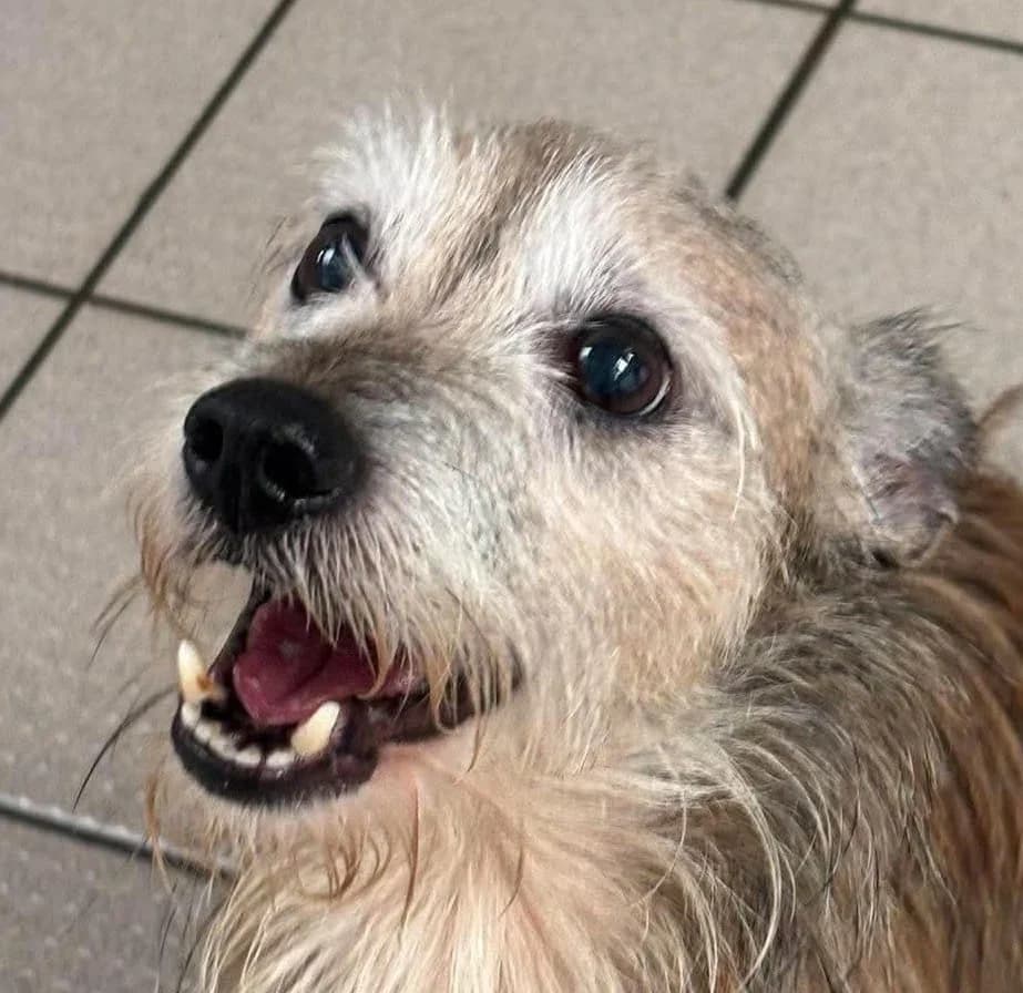 Merlin, male senior mixed breed for adoption at Manchester & Cheshire Dogs Home (Manchester), Manchester