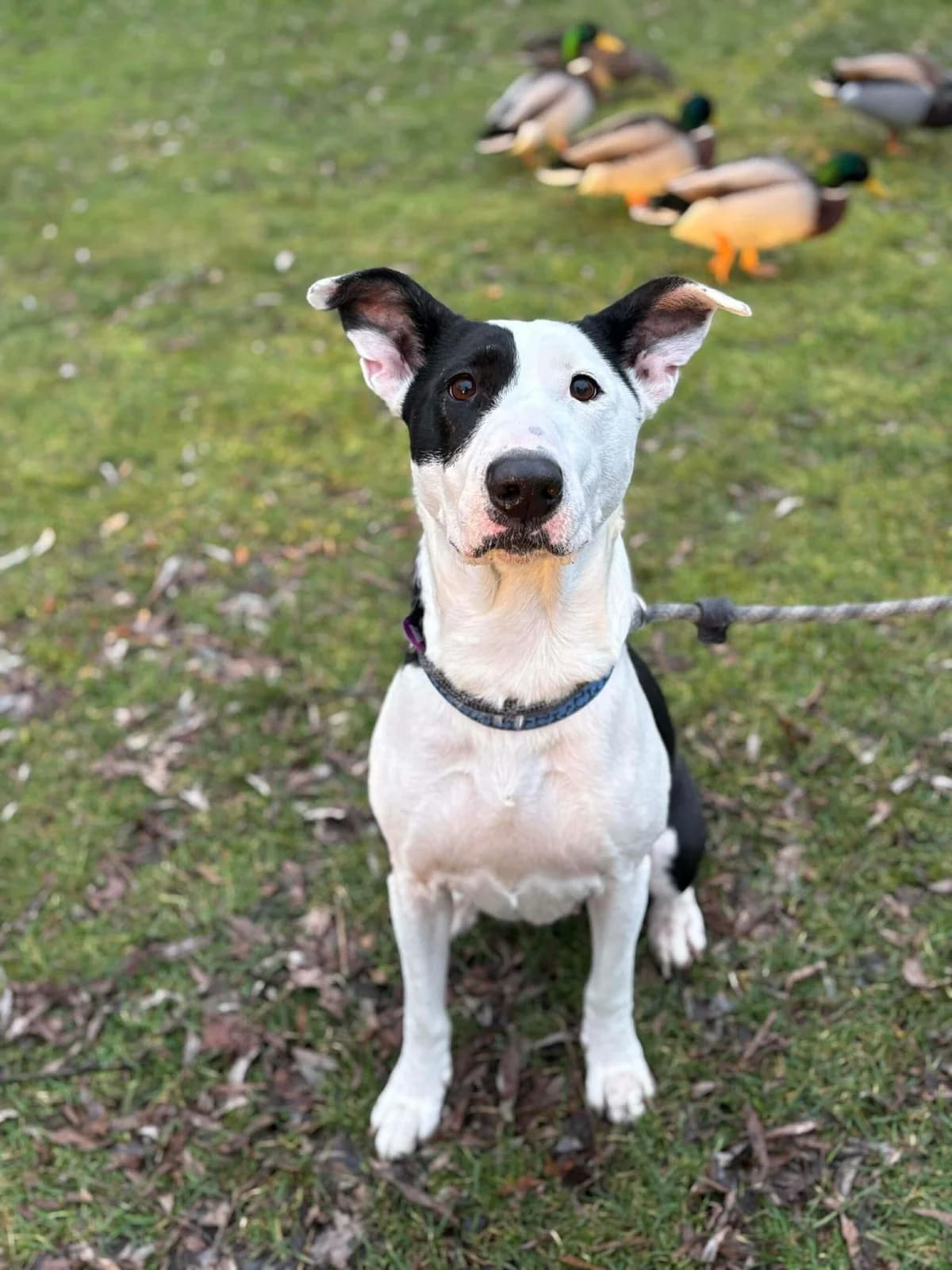 Mia, female Mixed Breed for adoption at Warrington