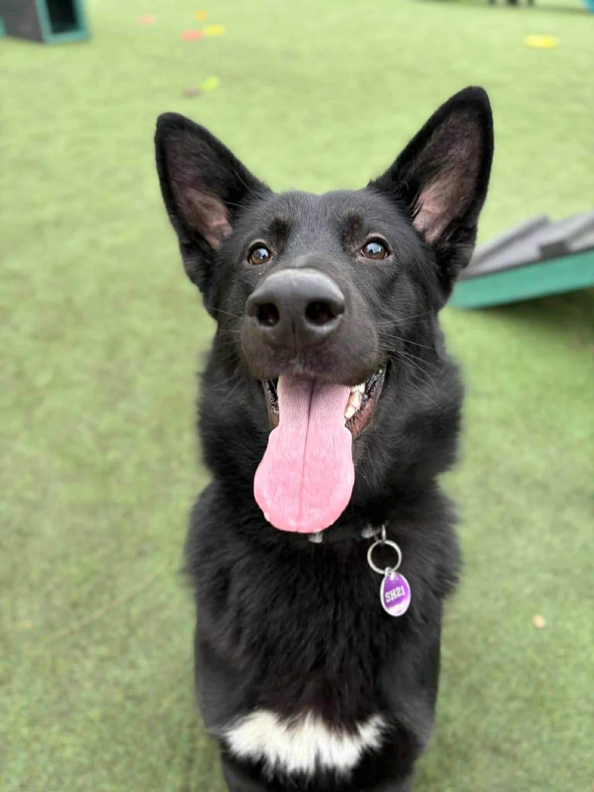 Mickey, male German Shepherd for adoption at Manchester & Cheshire Dogs Home (Cheshire), Warrington