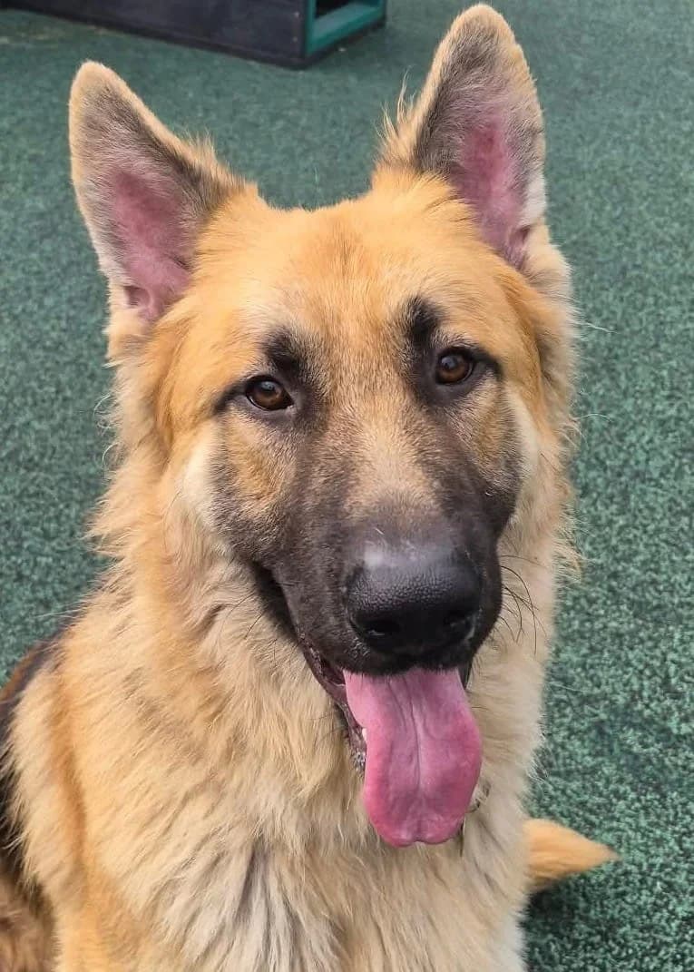 Miller, male young German Shepherd for adoption at Manchester & Cheshire Dogs Home (Manchester), Manchester