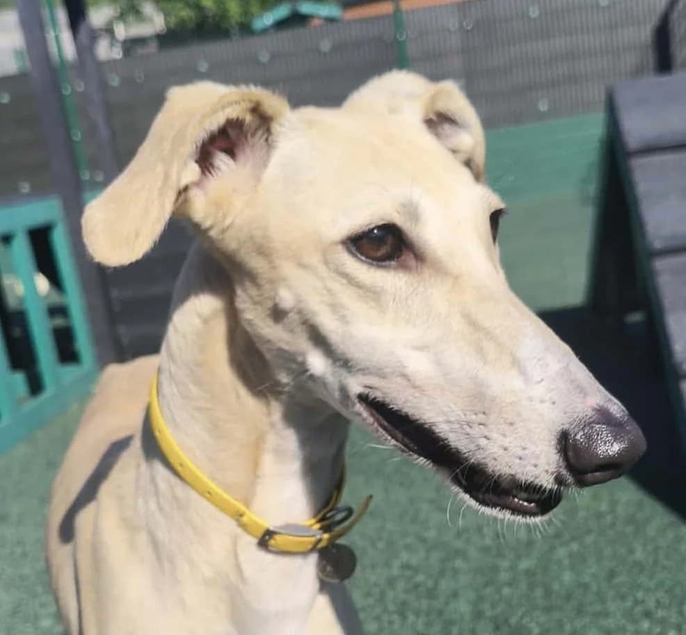 Milo, male 3yo Lurcher for adoption at Manchester & Cheshire Dogs Home (Manchester), Manchester
