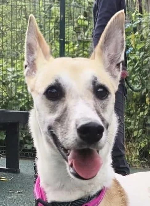 Mischief, female 3yo Lurcher for adoption at Manchester & Cheshire Dogs Home (Manchester), Manchester