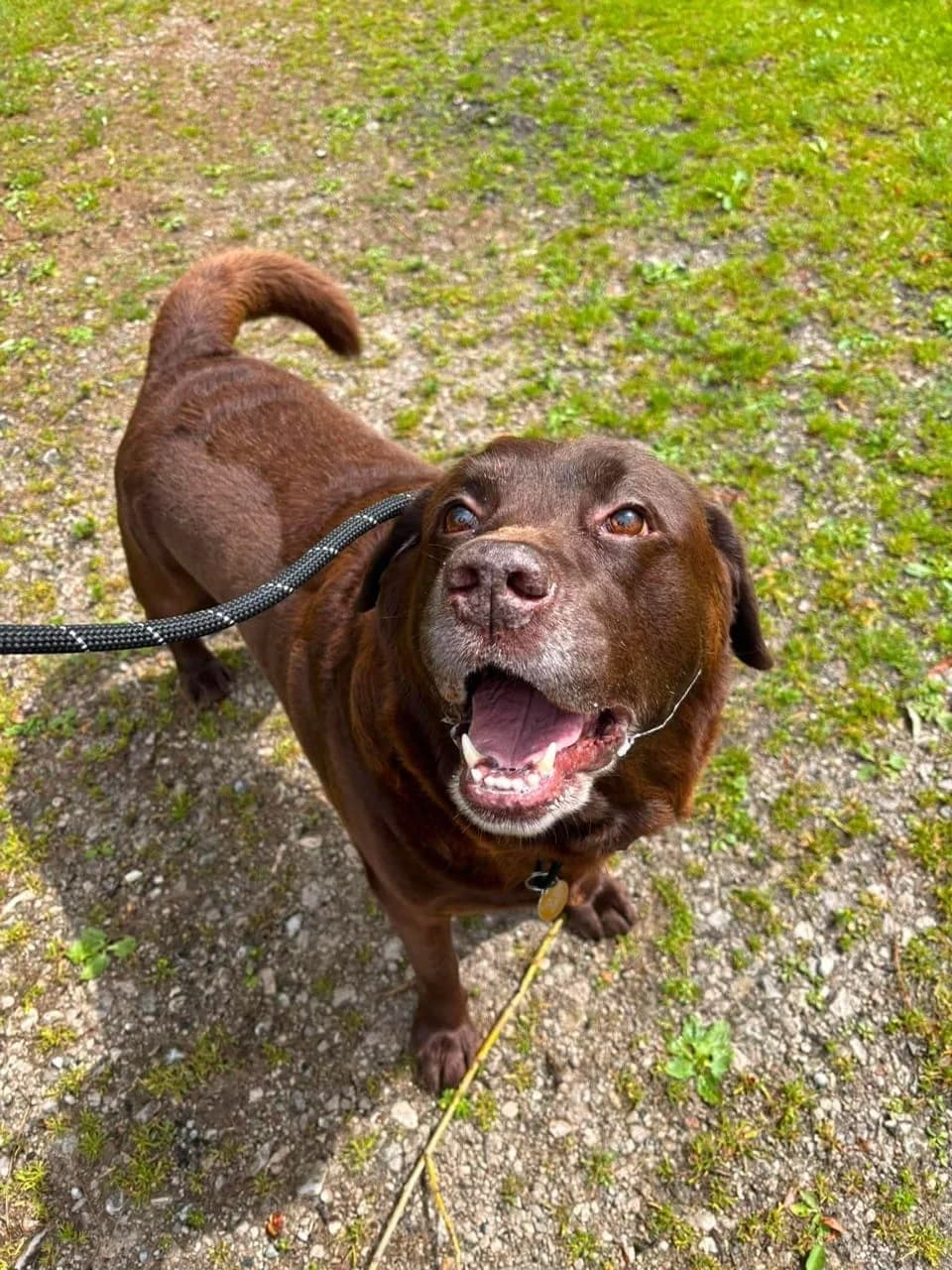 Morgan, male senior Labrador Retriever for adoption at Manchester & Cheshire Dogs Home (Cheshire), Warrington
