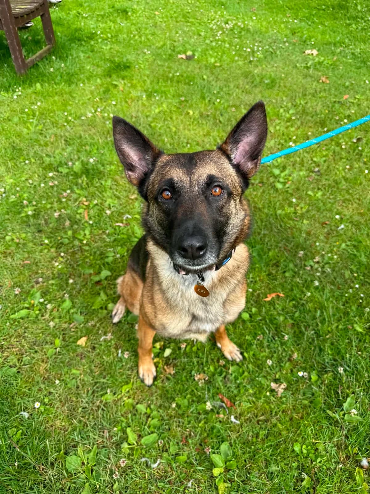 Narla, female 3yo Belgian Malinois for adoption at Manchester & Cheshire Dogs Home (Cheshire), Warrington