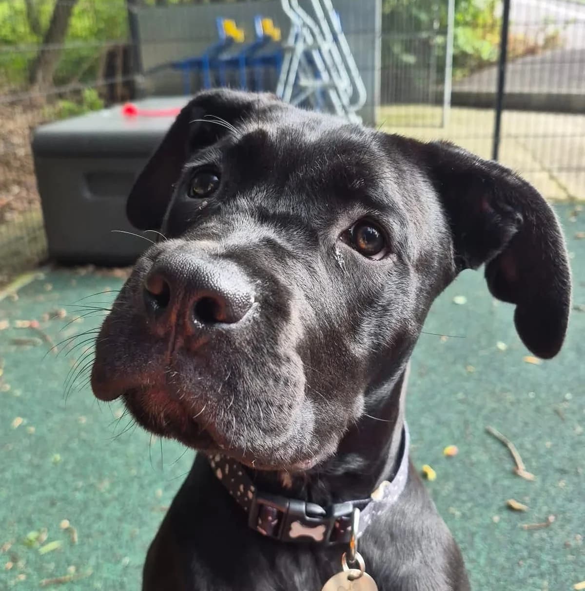 Narla, female puppy Cane Corso for adoption at Manchester & Cheshire Dogs Home (Manchester), Manchester