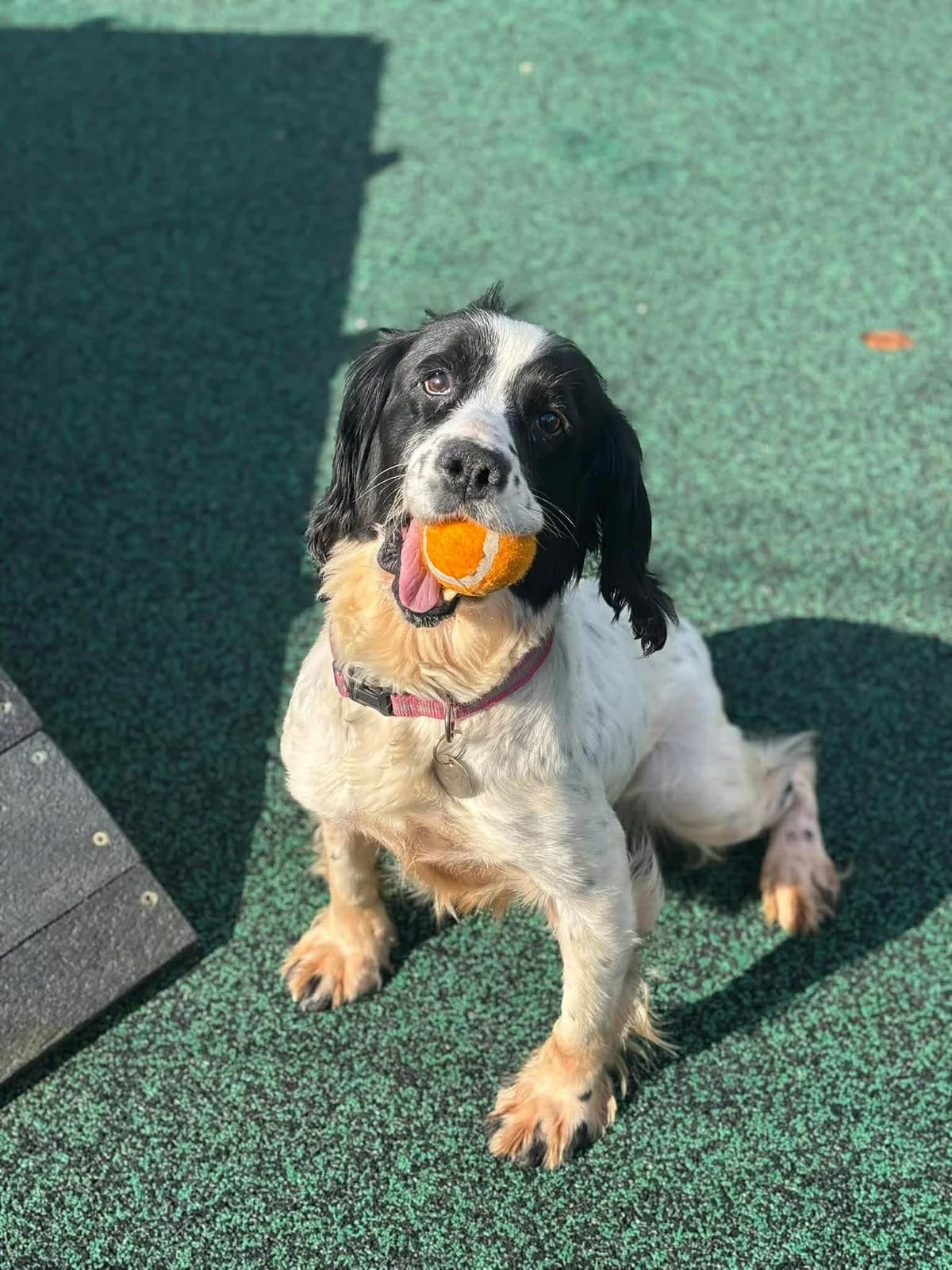 Nelly, female senior mixed breed for adoption at Manchester & Cheshire Dogs Home (Cheshire), Warrington