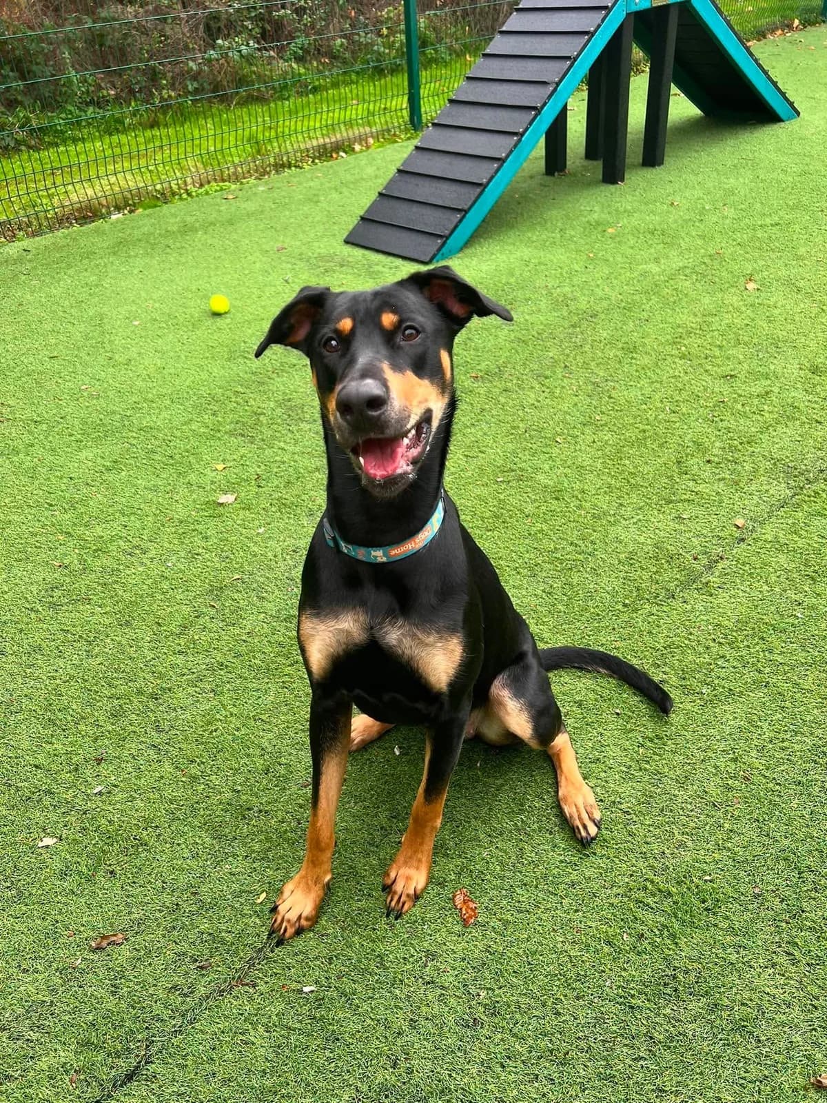 Nora, female young Doberman for adoption at Manchester & Cheshire Dogs Home (Cheshire), Warrington