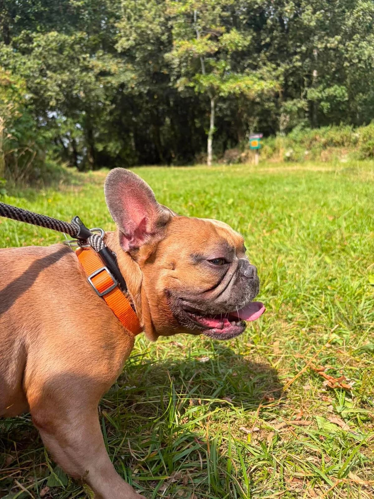 Norman, male 3yo English Bulldog for adoption at Manchester & Cheshire Dogs Home (Cheshire), Warrington