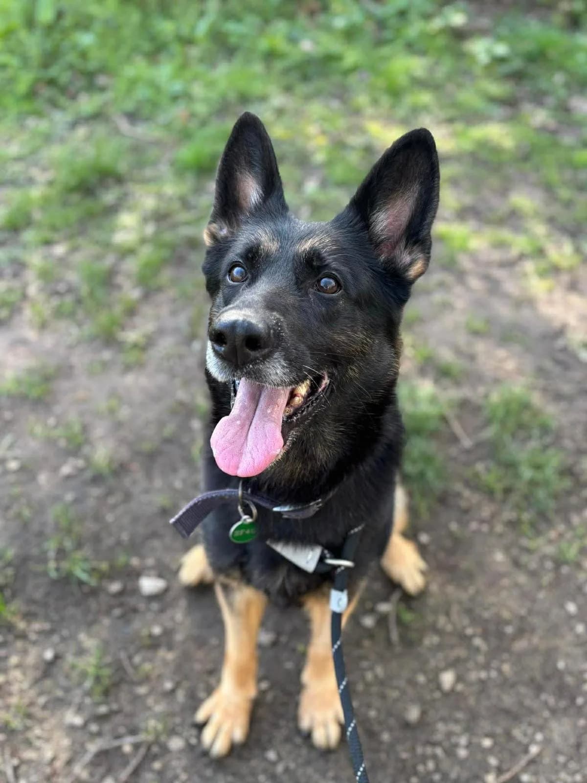 Nova, female German Shepherd for adoption at Manchester & Cheshire Dogs Home (Cheshire), Warrington