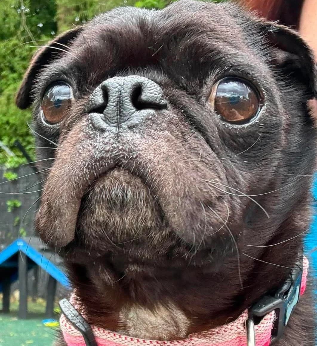 Nugget, male 7yo Pug for adoption at Manchester & Cheshire Dogs Home (Manchester), Manchester