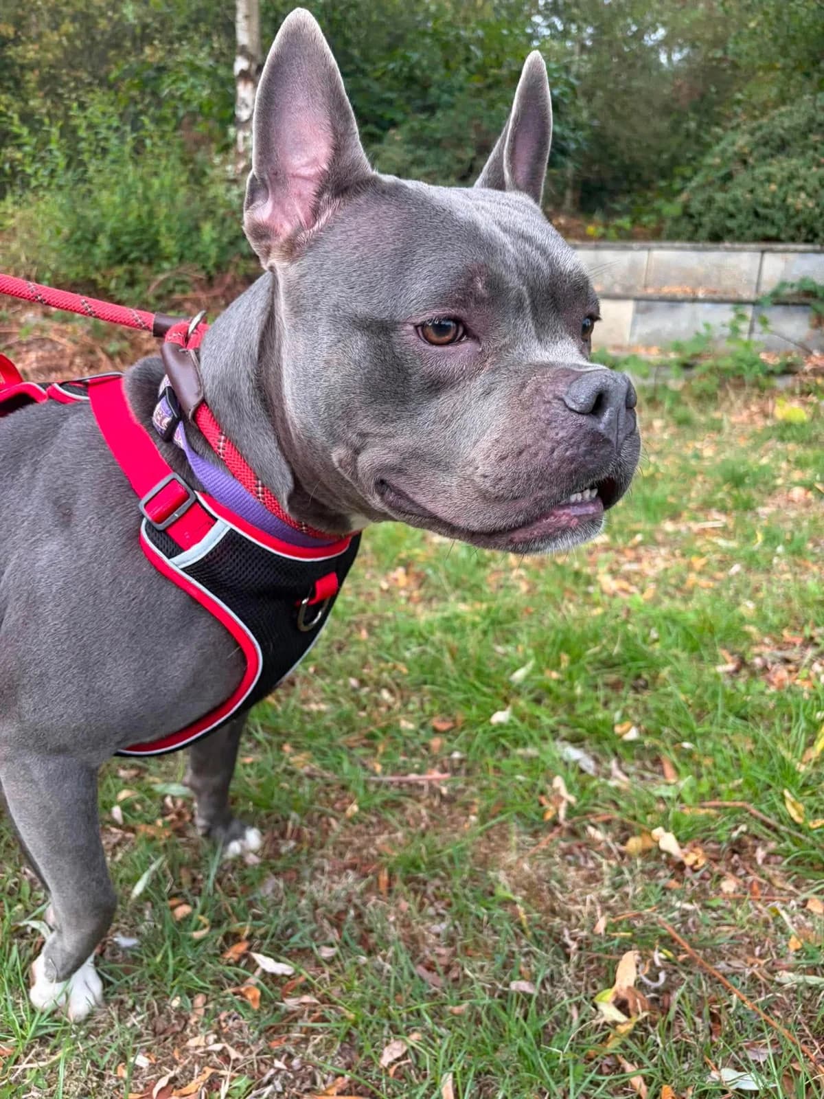Nyla, female young Staffordshire Bull Terrier for adoption at Manchester & Cheshire Dogs Home (Cheshire), Warrington