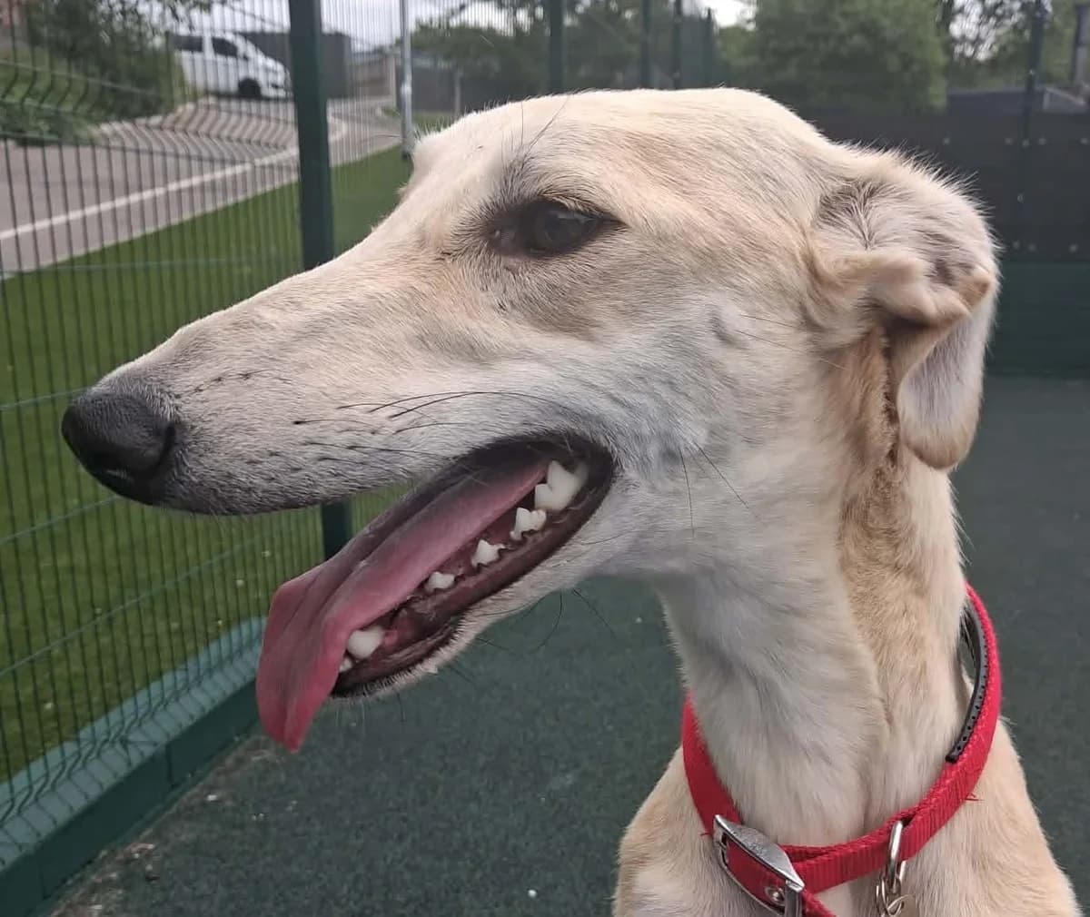 Olive, female 3yo Lurcher for adoption at Manchester & Cheshire Dogs Home (Manchester), Manchester