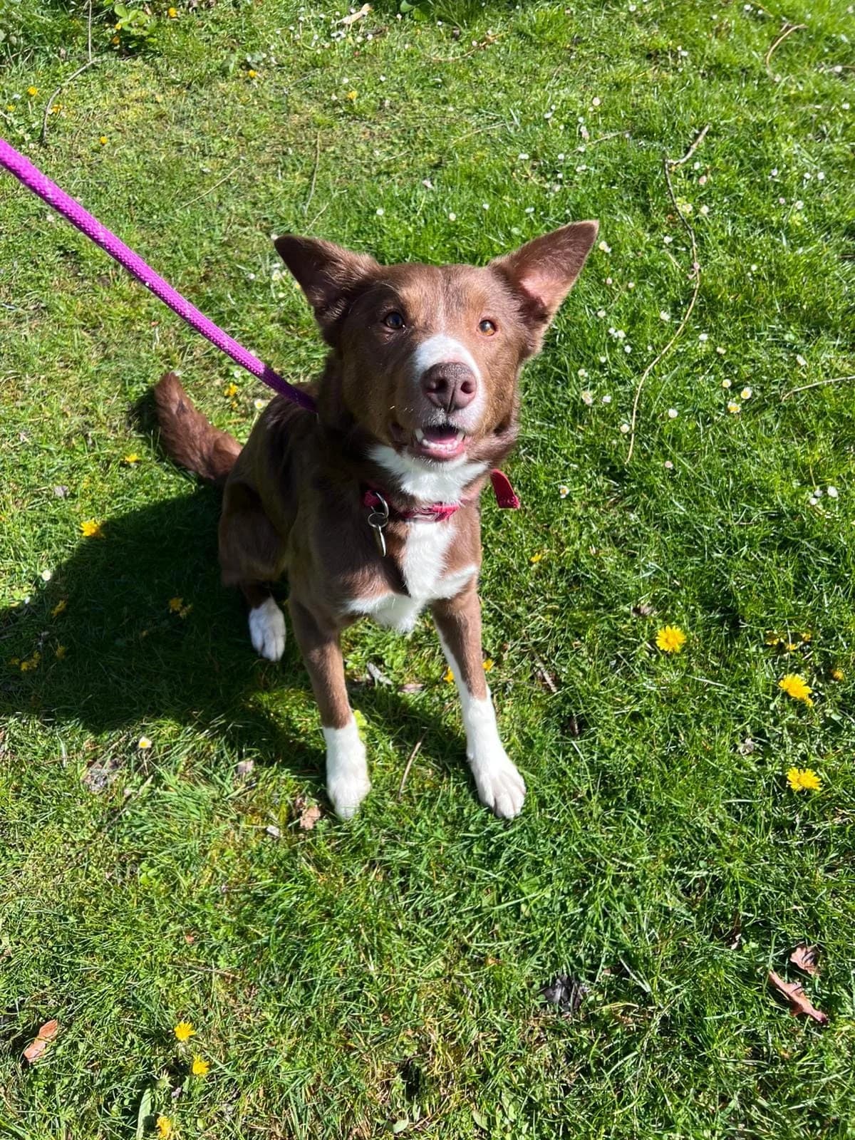 Ollie, male Border Collie for adoption at Manchester & Cheshire Dogs Home (Cheshire), Warrington