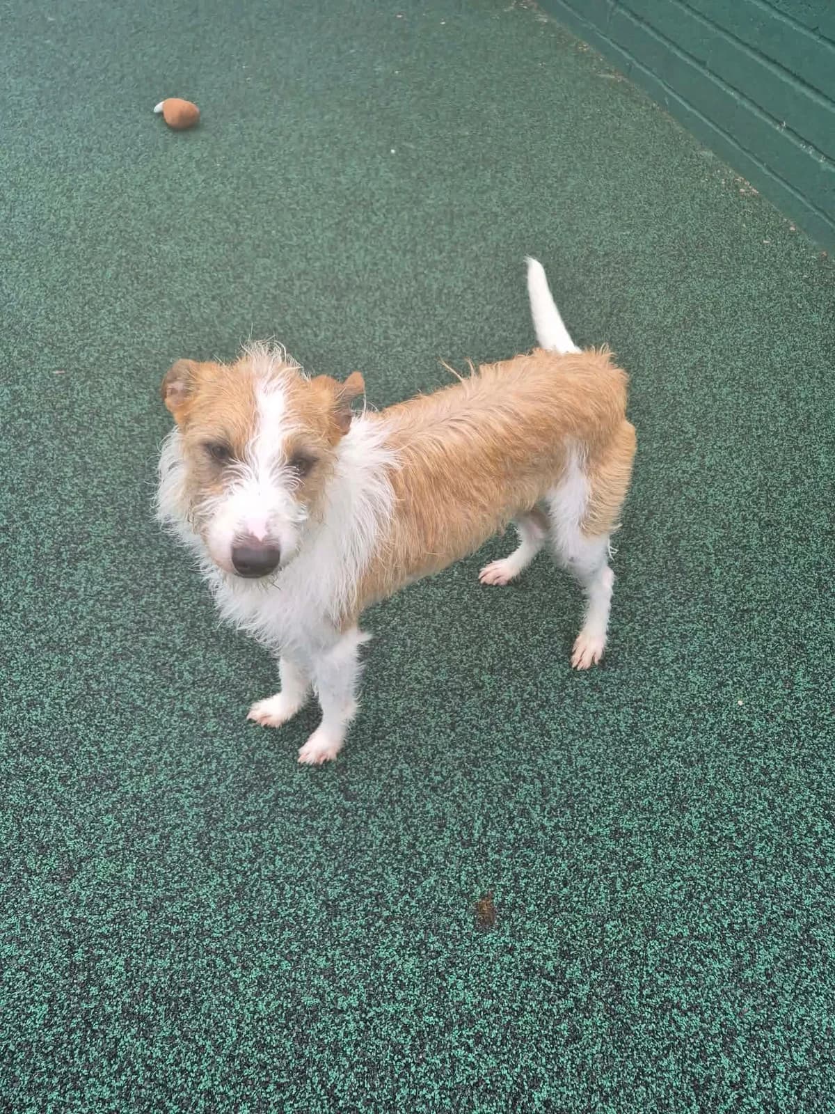 Ollie, male young Lurcher for adoption at Manchester & Cheshire Dogs Home (Manchester), Manchester