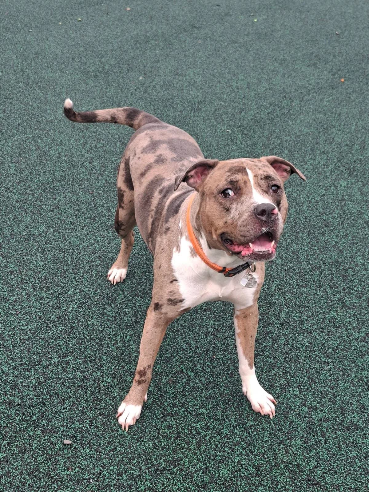 Opal, female Staffordshire Bull Terrier for adoption at Manchester & Cheshire Dogs Home (Manchester), Manchester