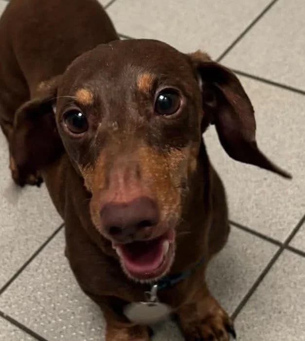 Oscar, male senior Dachshund for adoption at Manchester & Cheshire Dogs Home (Manchester), Manchester