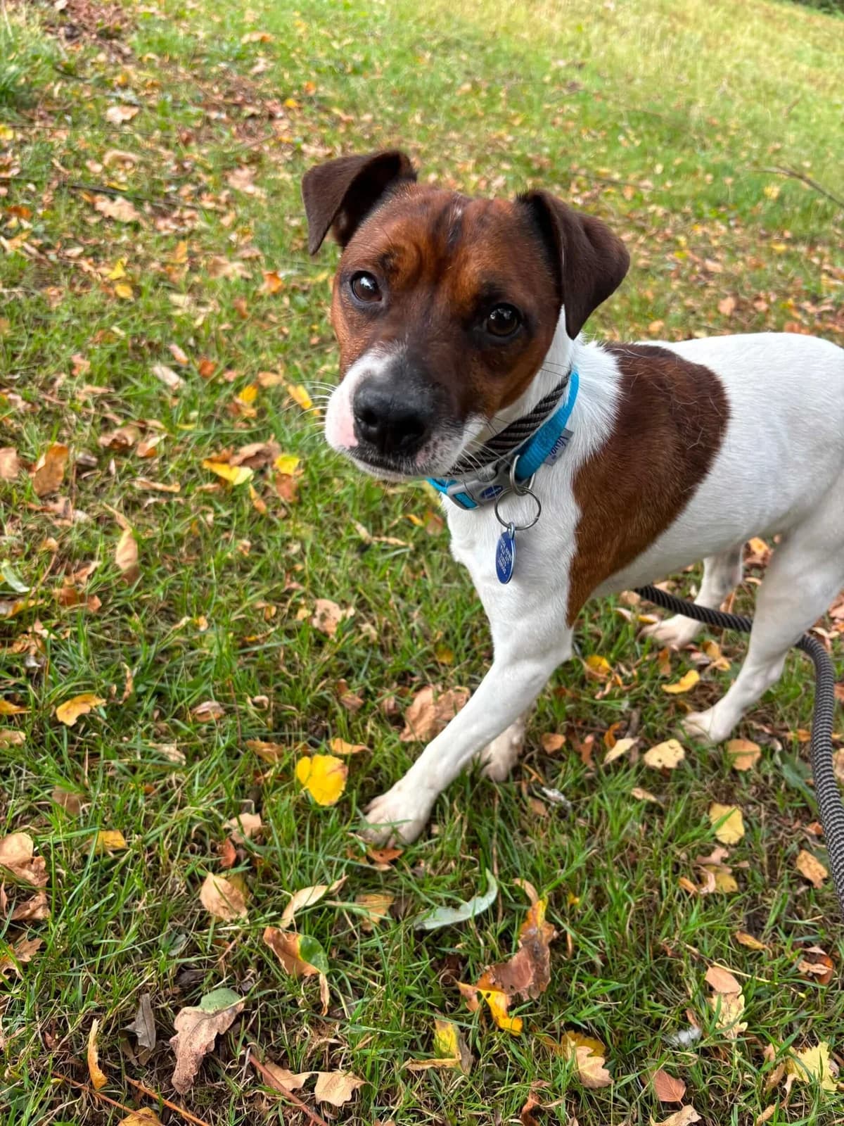 Otis, male 5yo Jack Russell Terrier for adoption at Manchester & Cheshire Dogs Home (Cheshire), Warrington