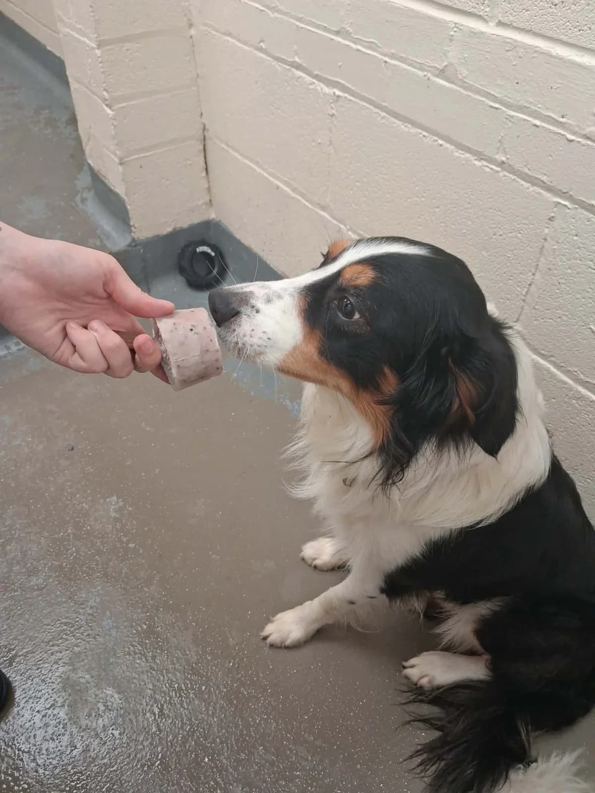 Otto, male young Border Collie for adoption at Manchester & Cheshire Dogs Home (Manchester), Manchester