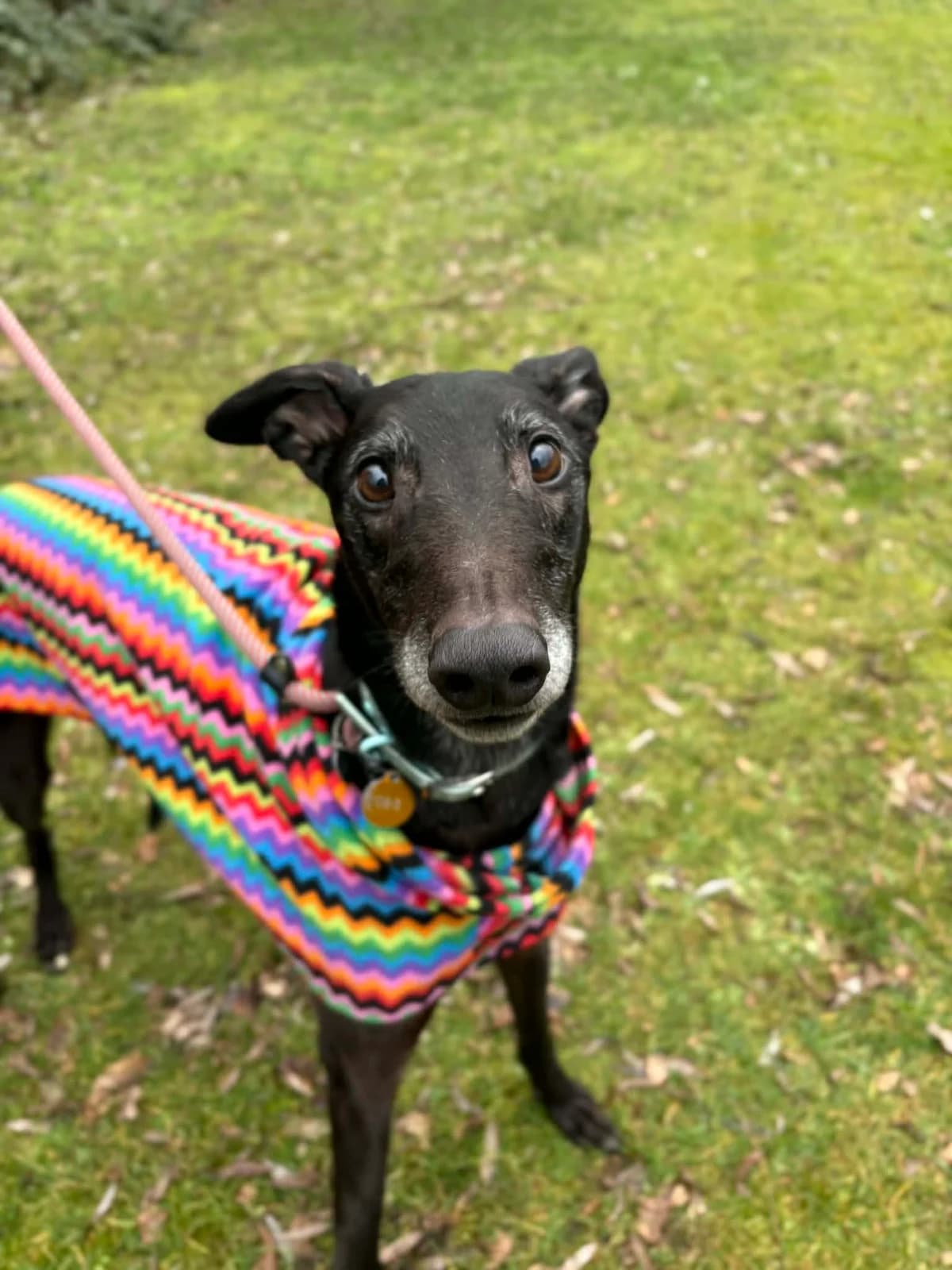 Paradise, male Greyhound for adoption at Warrington
