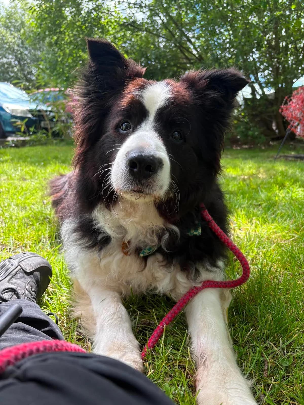 Patch, male senior Border Collie for adoption at Manchester & Cheshire Dogs Home (Cheshire), Warrington