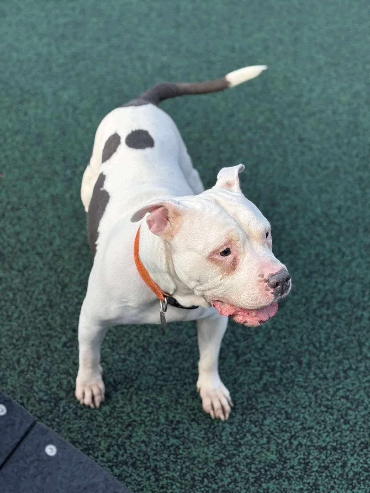 Pearl, female 7yo Staffordshire Bull Terrier for adoption at Manchester & Cheshire Dogs Home (Manchester), Manchester