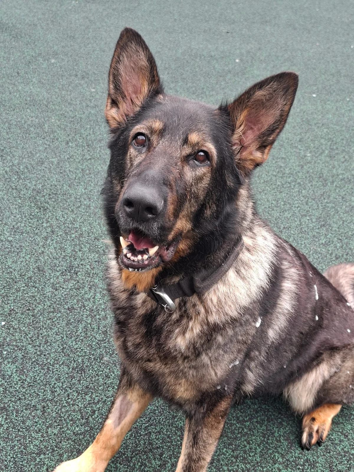 Pink, female 6yo German Shepherd for adoption at Manchester & Cheshire Dogs Home (Manchester), Manchester
