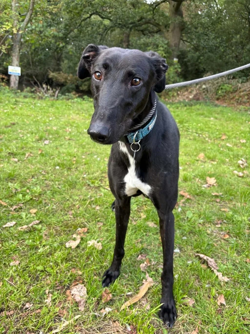 Prince, male 5yo Greyhound for adoption at Manchester & Cheshire Dogs Home (Cheshire), Warrington